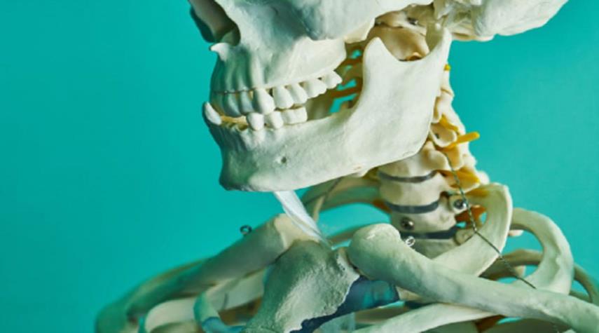 تحديد طبقة عضلية جديدة تماما في الفك البشري!