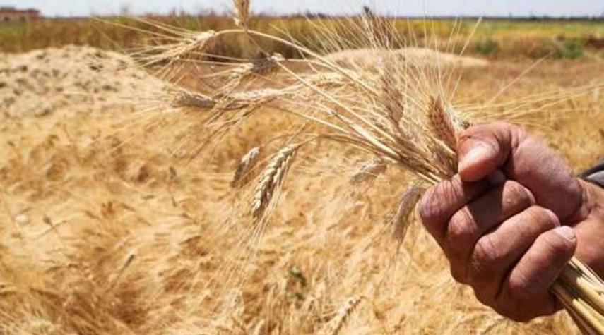حالة استنفار بسبب ارتفاع أسعار القمح ودول تحظر بيع محصولها!
