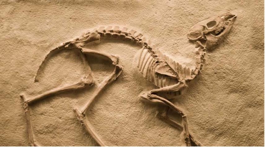 العثور على أحفورة ديناصور يعود إلى ما قبل 125 مليون سنة.. !
