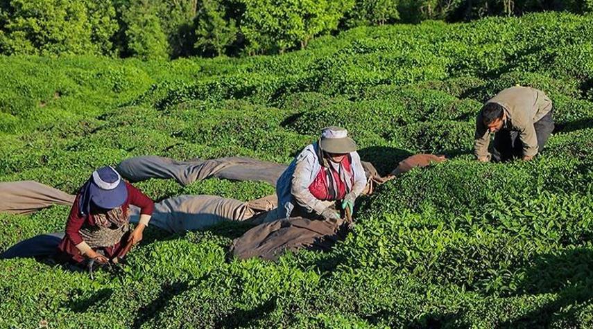 بالصور.. حصاد شاي الربيع في إيران