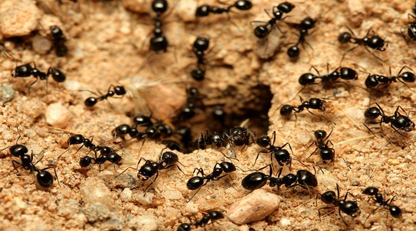 الكشف عن تعداد النمل في العالم