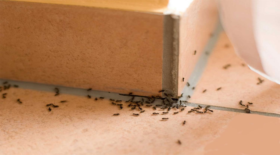 تعرف على طريقة طرد النمل من المنزل بدون مبيدات حشرية