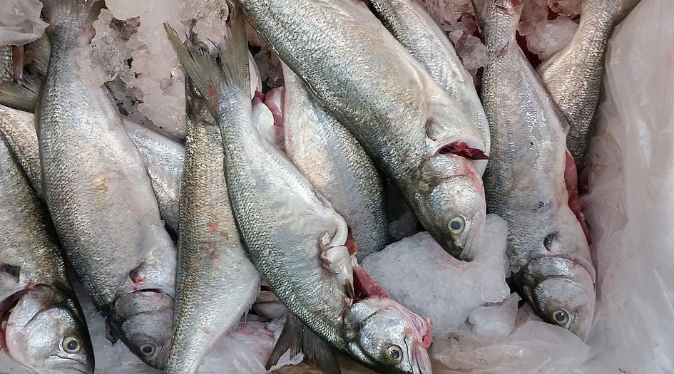 إغلاق متجر في الكويت يبيع أسماكا بـ"عدسات لاصقة"