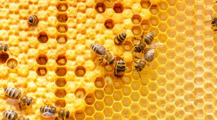 النحل يبهر العلماء بقدرته على تعلّم الرياضيات المجردة