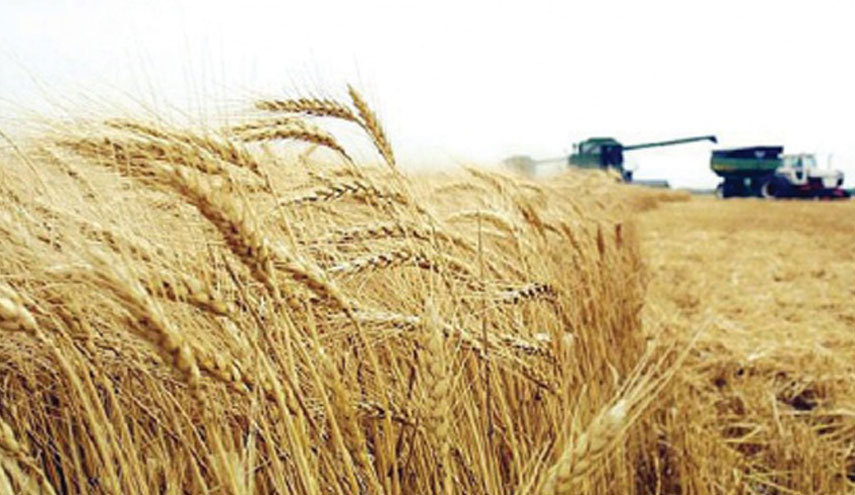 رغم اجراءات الحظر ايران تحقق الاكتفاء الذاتي في انتاج القمح