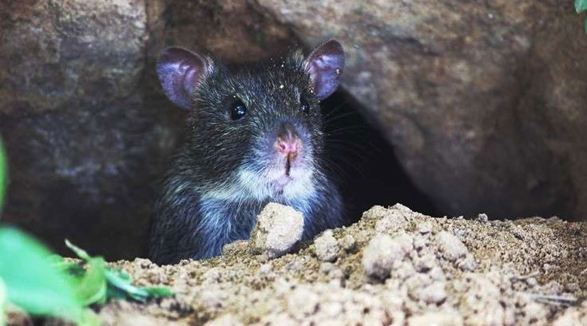 لماذا يجب قتل الفئران حول العالم؟