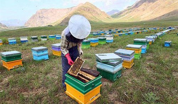 ايرانيون ينتجون كريماً مضاداً للتجاعيد مستخلصاً من العسل