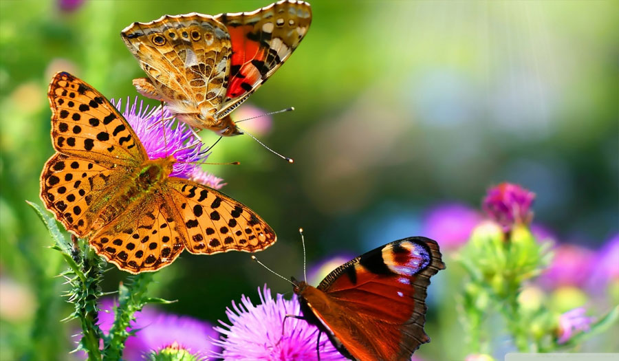 10 حقائق عن الفراشات.. إنها مسئولة عن الصحة العقلية 