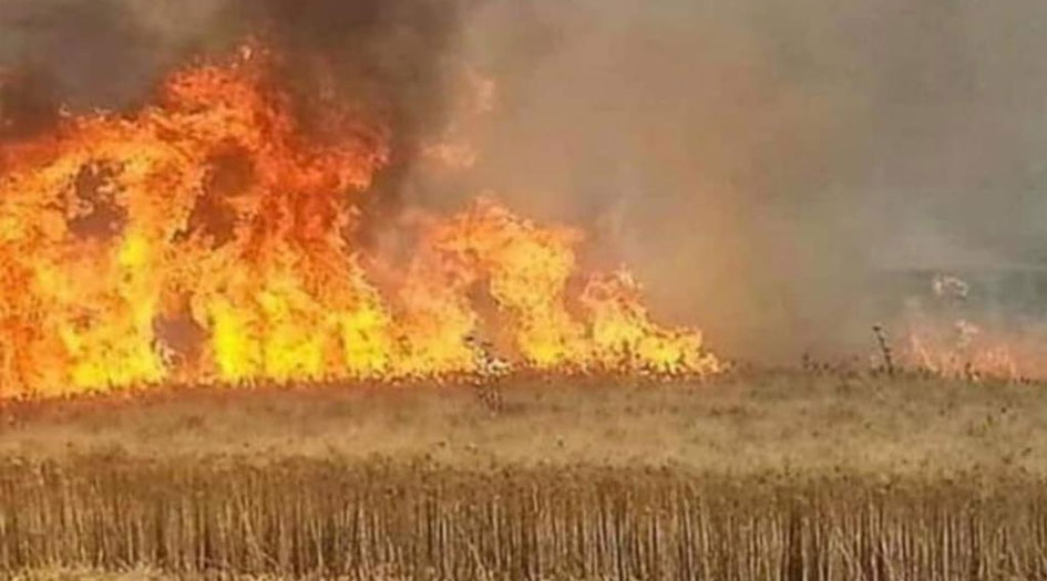 مصادر عراقية تؤكد أن 80 %من حرائق الحنطة مفتعلة