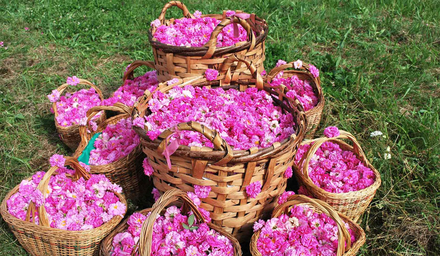 صادرات براعم الورد الجوري من كرمان بلغت 2.5 مليون يورو