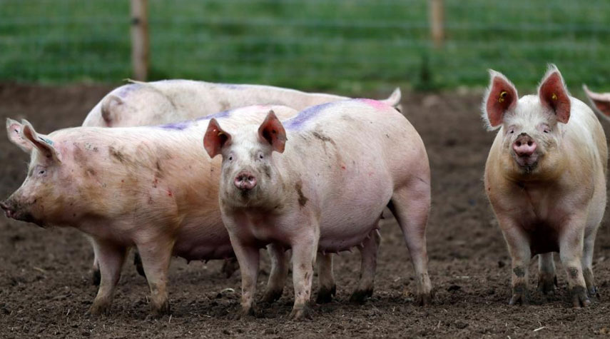 الإمارات تستهلك 540 طنا من لحوم الخنازير خلال عام