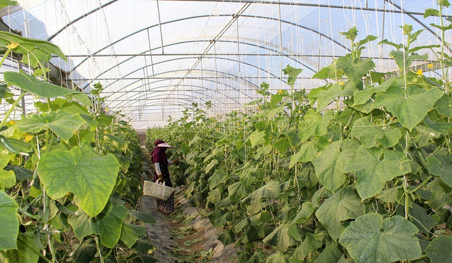 صادرات محافظة "خوزستان" الزراعية تتخطى 80 مليون دولار 