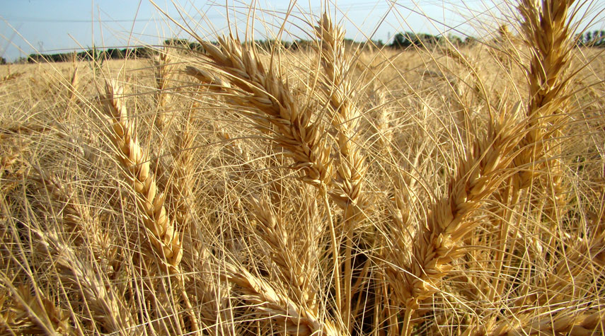 محافظة ايرانية تنتج 1.3 مليون طن من القمح