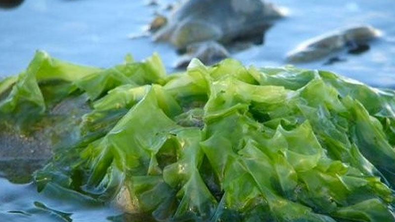 الأعشاب البحرية تحمي من أمراض القلب الخطيرة