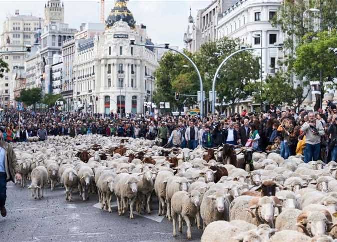 بالصور...شوارع مدريد تغزوها الاغنام... والسبب!!