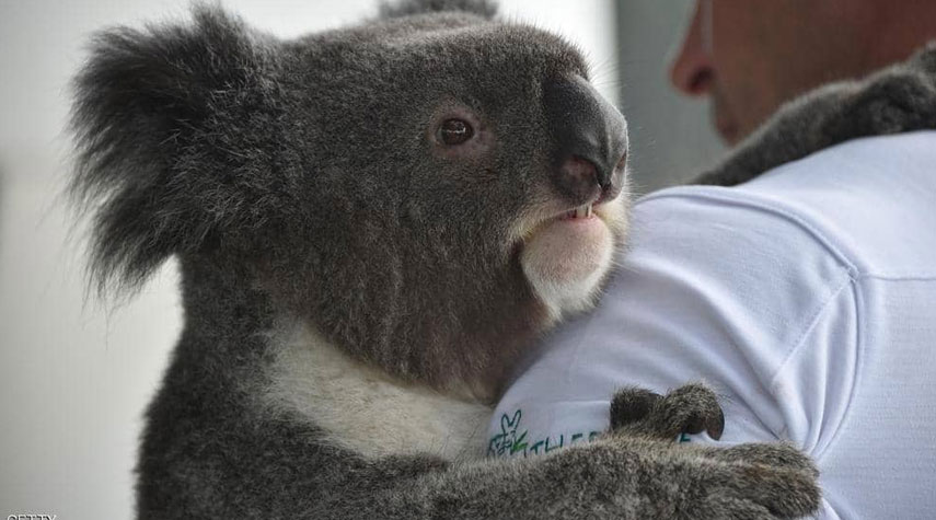 الحرائق تهدد حياة المئات من "الكوالا" بأستراليا