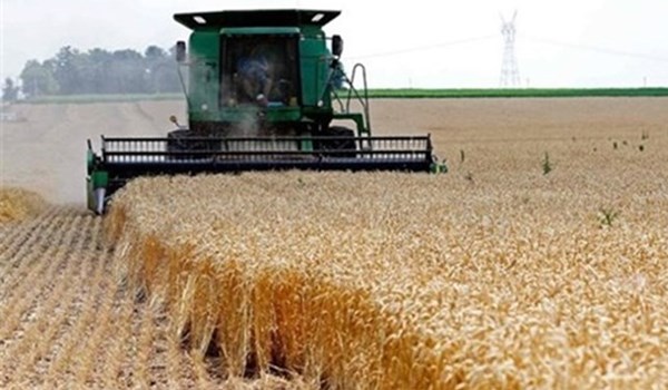 محافظة ايرانية تنتج اكثر من مليون طن من القمح