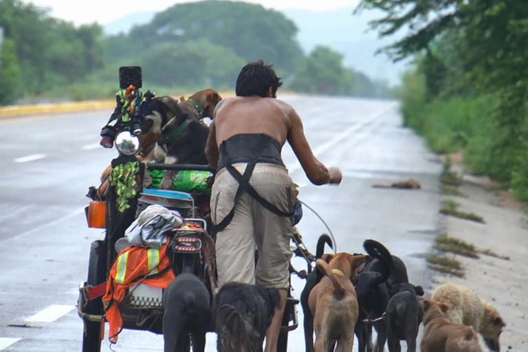 مكسيكي ينقذ 500 كلب ضال بقطع 14 ألف كيلومتر