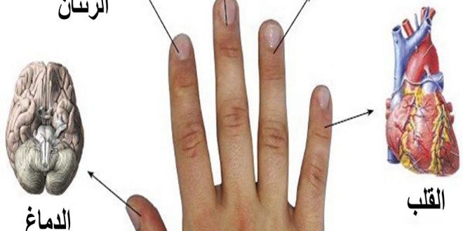 كل إصبع مرتبط بعضوين من أعضاء جسمك: طريقة يابانية تساعد في العلاج