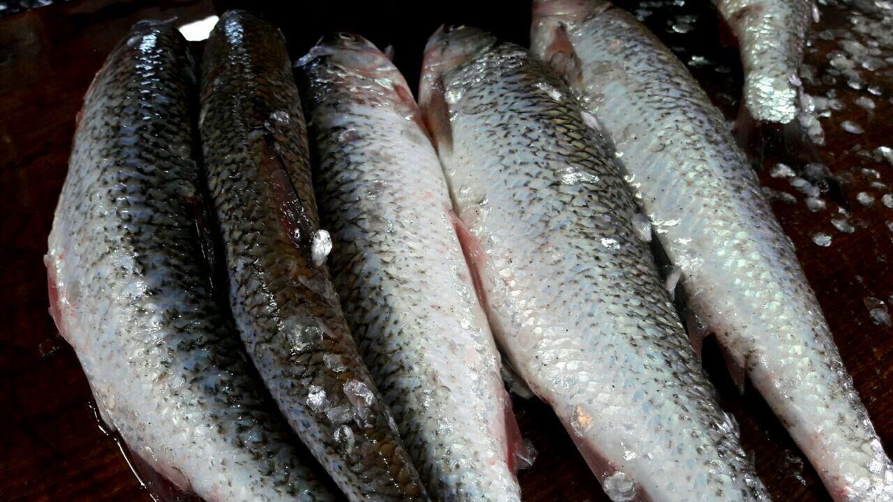 بالصور.. ازدهار صيد الاسماك في مازندران