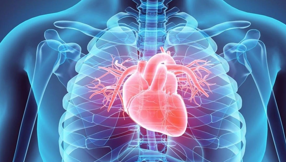  خلايا عضلة القلب التالفة... هل يمكن استعادتها؟