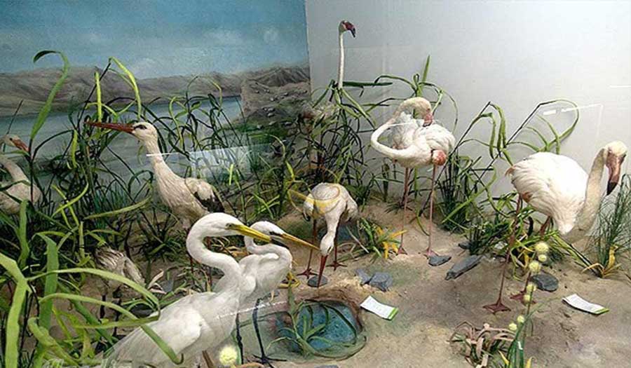 متحف التأريخ الطبيعي في همدان