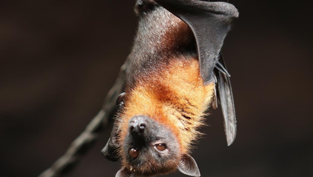 الخفاش قد يكون بريئاً من تهمة التسبب في كورونا