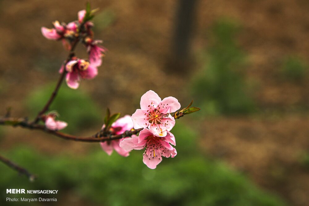 بُجنورد.. أزهار الأشجار تبتسم للربيع  