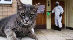 الصين: نسبة عالية من القطط في ووهان مصابة بكورونا!