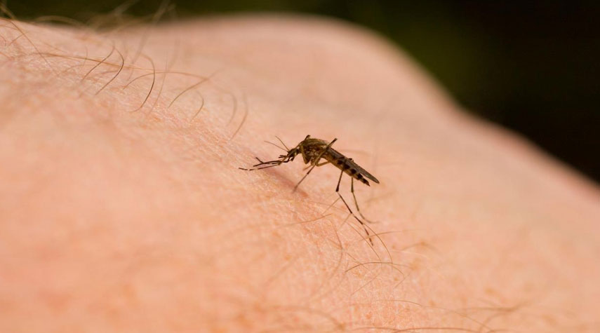 هل ينقل البعوض والذباب فيروس كورونا من شخص إلى آخر؟