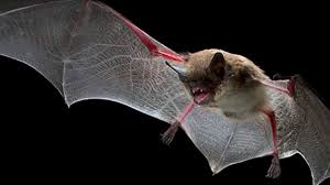 اكتشاف 6 انواع من الفيروسات التاجية في الخفافيش