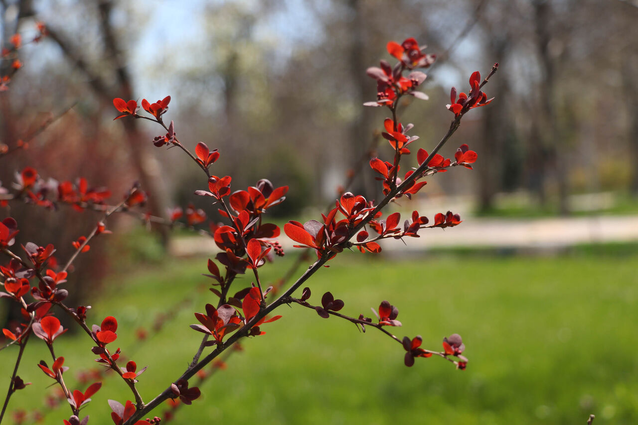 صور الربيع في ايران.. طبيعة تنعش القلب وتنشط الروح
