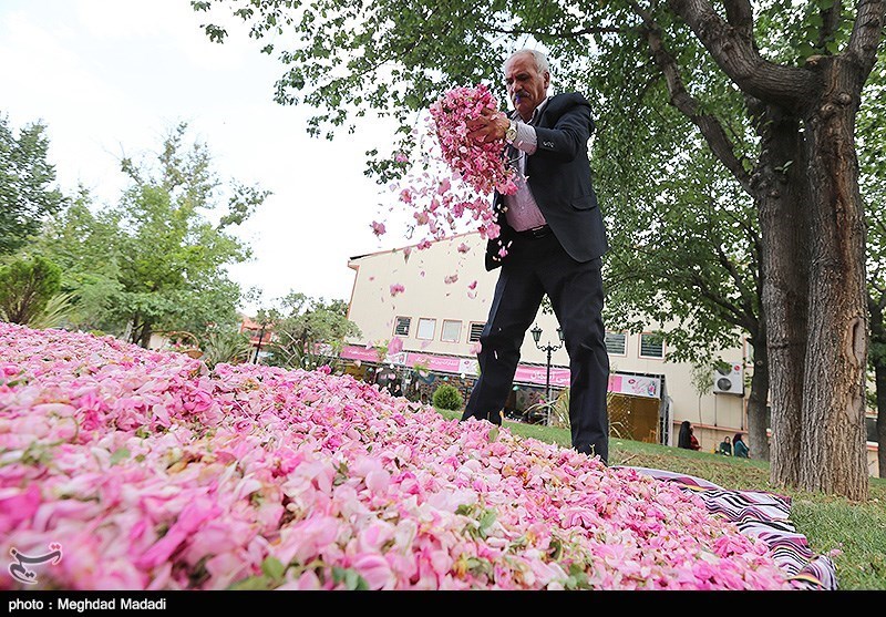بالصور... مزارع ورد الجوري في احدى مناطق ايران