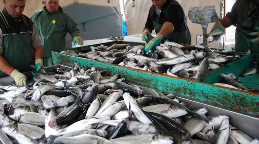 إنتاج قطاع الثروة السمكية في ايران يلامس 1.3 مليون طن