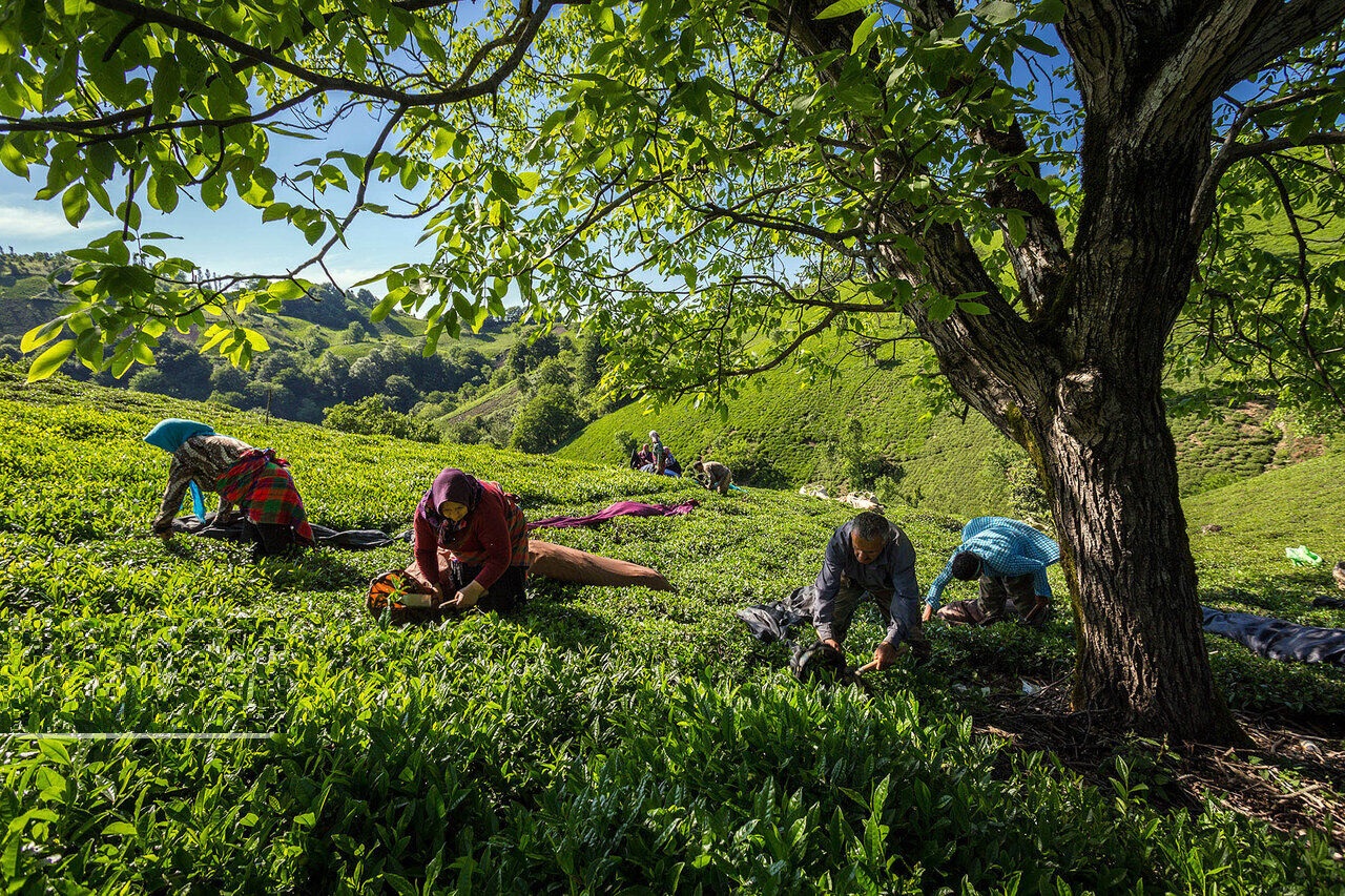 بالصور: موسم حصاد شاي الربيع في جيلان