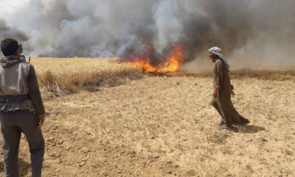 القوات الامنية والاهالي تتصدي لدواعش يحرقون مزارع الحنطة شمالي العراق