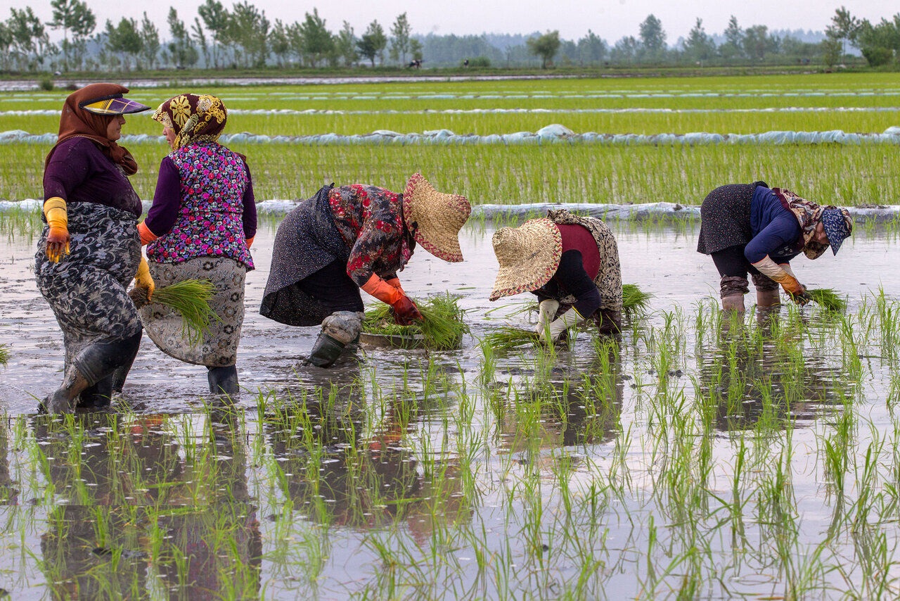 جيلان.. موسم زراعة شتلات الأرز 
