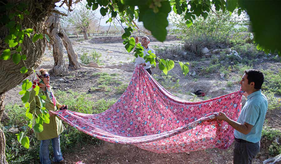 بالصور: جمع ثمار التوت في يزد.. متعة ونشاط للعوائل