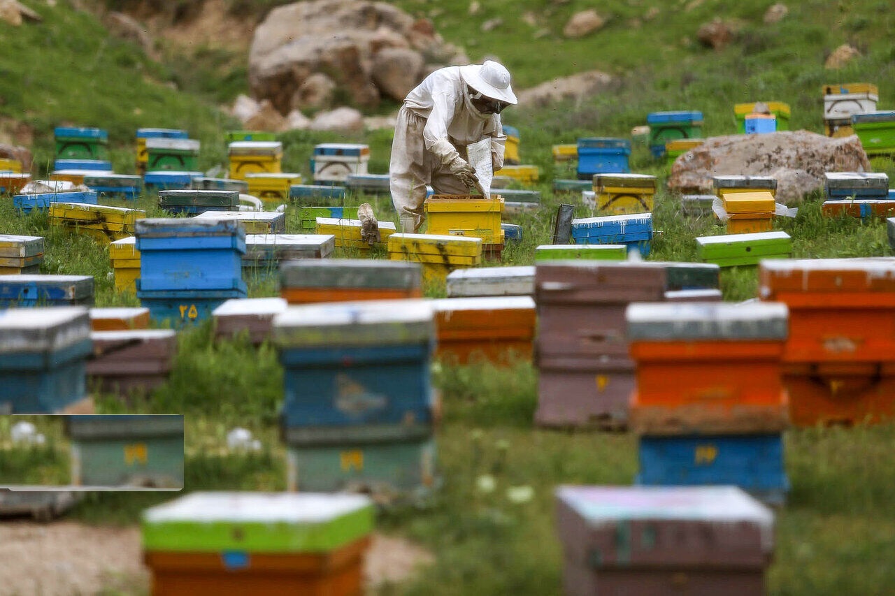 تربية النحل في بجنورد