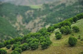بالصور.. غابات البلوط في مهاباد حيث ينطلق سحر طبيعة "زاغروس"