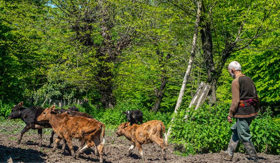 بالصور: حياة "كالش".. رعاة البقر في مازندران 