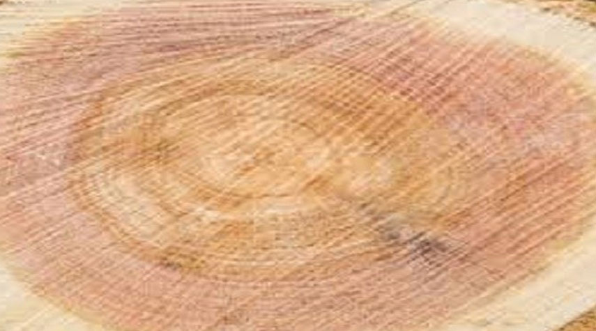 حلقات الخشب تكشف العديد مِن التغيُّرات المناخية 