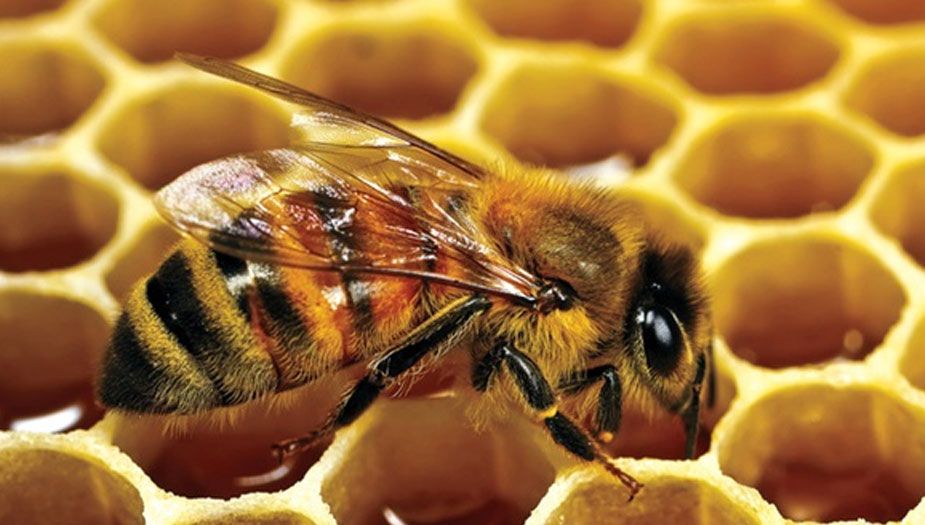 ايران تتبوأ المرتبة الرابعة عالمياً في انتاج العسل
