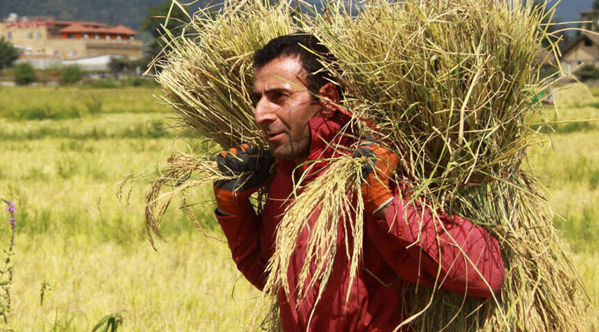 بالصور .. حصاد الأرز في مدينة استارا شمال ايران