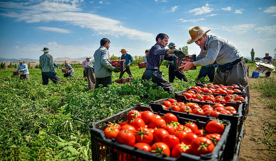 بالصور: مزارعون يجنون محصول الطماطم في زنجان