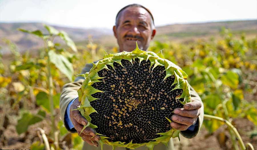 صور.. حصاد بذور دوار الشمس في خراسان الشمالية
