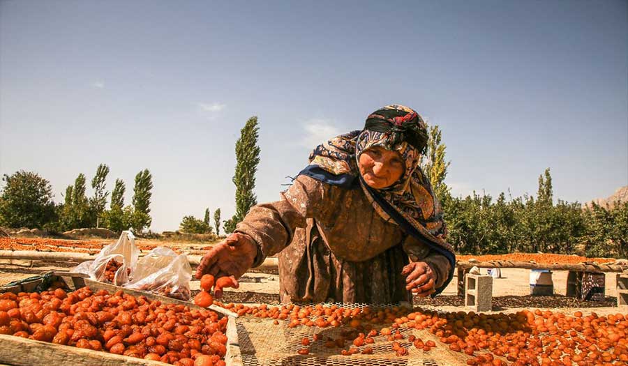 الزراعة في إيران.. صور لتحضير البرقوق المجفف 