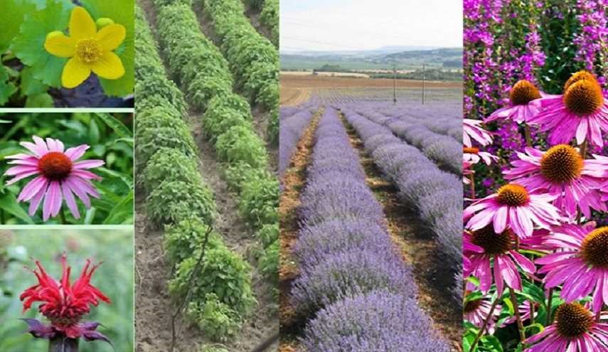 مدينة إصفهان قطب زراعة الأعشاب الطبية+صور