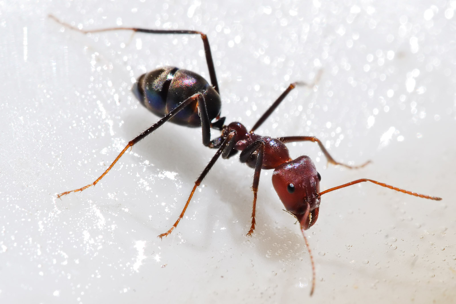 العلماء يكتشفون.. لماذا يمتلك النمل قوة جسدية هائلة؟