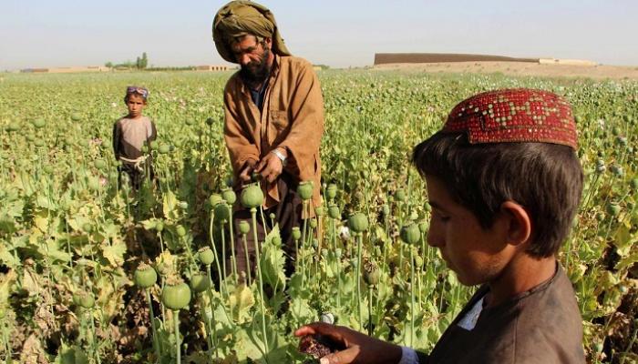 الأمم المتحدة: أفغانستان من البلدان الرائدة في إنتاج المخدرات